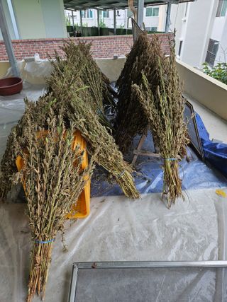 배영순님의 참깨 · 자유게시판 작성글 사진