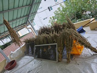 배영순님의 참깨 · 자유게시판 작성글 사진