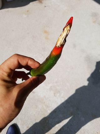 애플파이님의 고추 · 병해충상담 작성글 사진