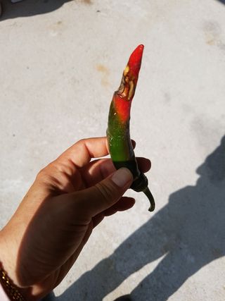 애플파이님의 고추 · 병해충상담 작성글 사진