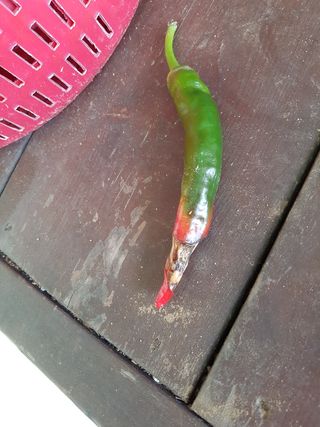 애플파이님의 고추 · 병해충상담 작성글 사진