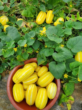 휘성님의 작목반,동호회 등 나의 모임은? · 참여글 작성글 사진