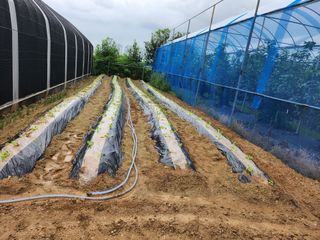 채효정님의 배추 · 파종•정식 작성글 사진