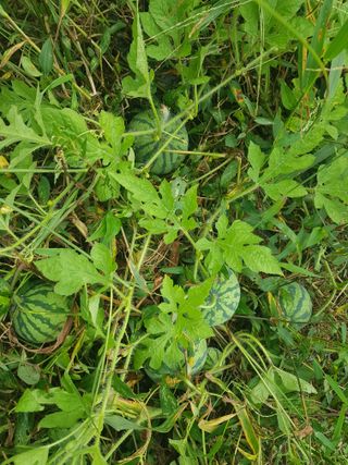 당근한개님의 기타작물 · 자유게시판 작성글 사진