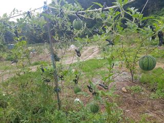 당근한개님의 기타작물 · 자유게시판 작성글 사진