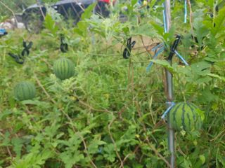 당근한개님의 기타작물 · 자유게시판 작성글 사진