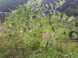 당근한개님의 기타작물 · 자유게시판 작성글 사진