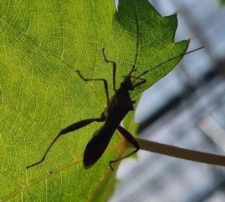 귀농대박님의 포도 · 병해충상담 작성글 사진