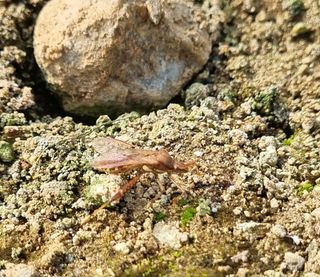 귀농대박님의 포도 · 병해충상담 작성글 사진