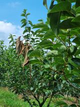 팜모닝 감·자유게시판 게시글 이미지