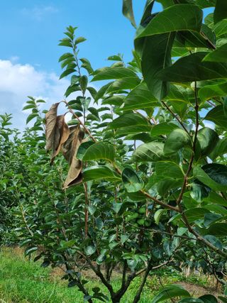 대봉감&단감님의 감 · 자유게시판 작성글 사진