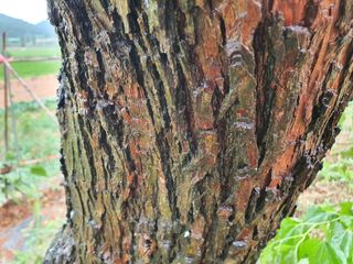 태안님의 기타작물 · 병해충상담 작성글 사진