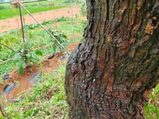 태안님의 기타작물 · 병해충상담 작성글 사진