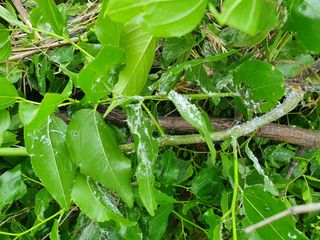태안님의 기타작물 · 병해충상담 작성글 사진