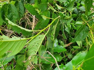 태안님의 기타작물 · 병해충상담 작성글 사진