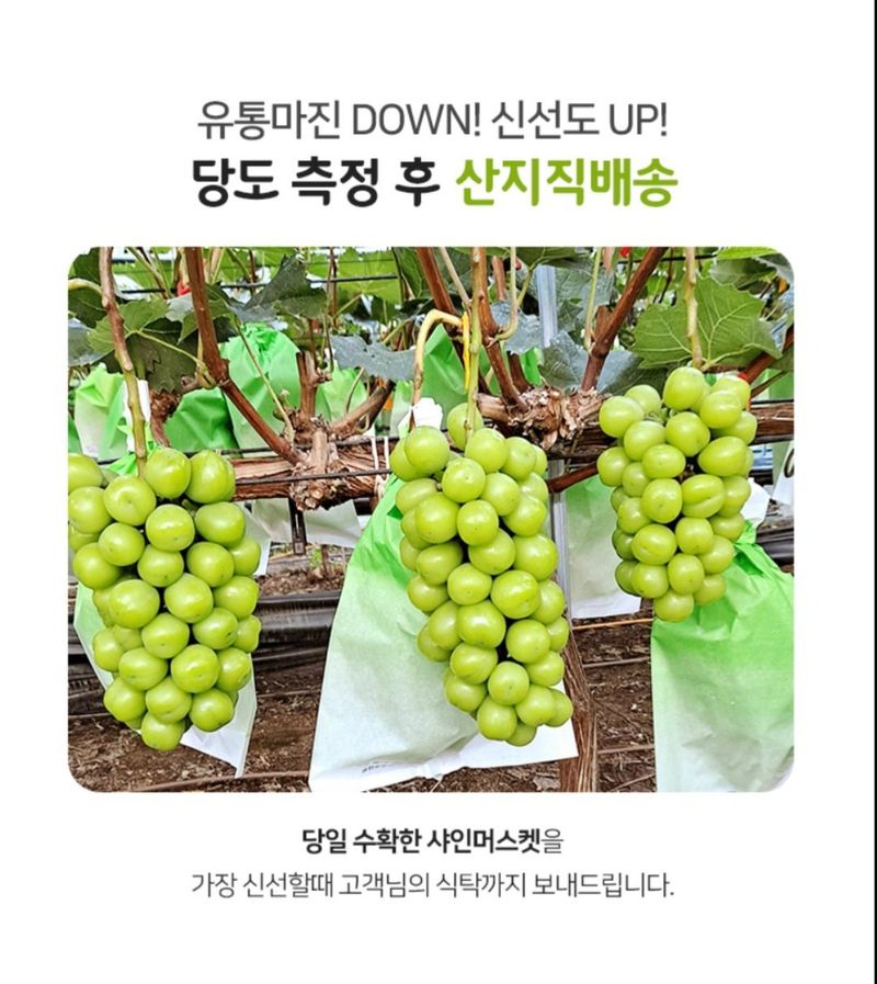 김시택샤인머스켓님의 장터 판매 상품 [샤인머스캣 2키로 4키로] 첨부 사진