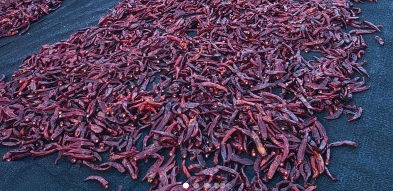 장금이1님의 장터 판매 상품 [부여고춧가루  5근 85.000] 첨부 사진