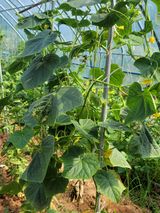 팜모닝 토마토·영농일지 게시글 이미지