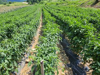 알 수 없음님의 작성글 사진