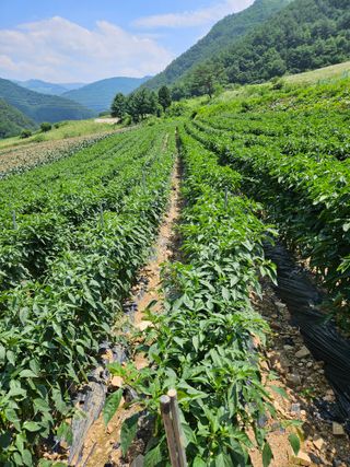 알 수 없음님의 작성글 사진