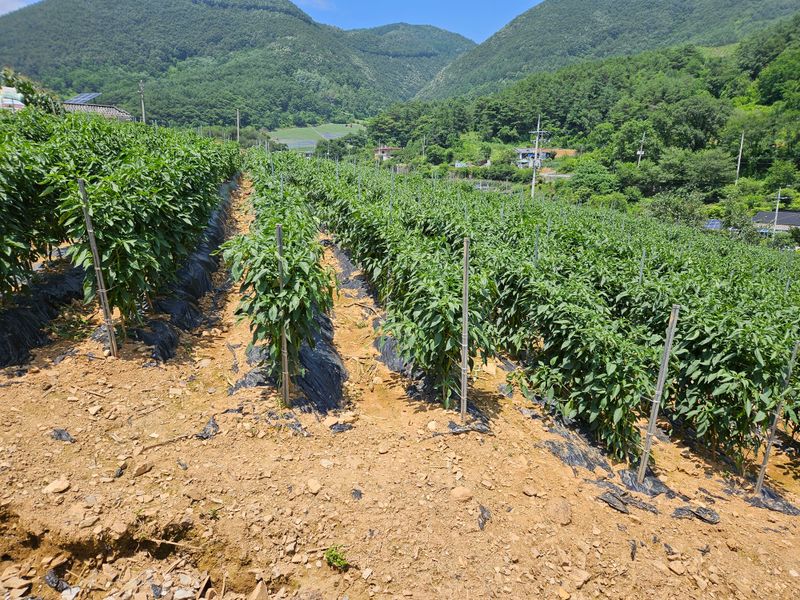 알 수 없음님의 장터 판매 상품 [고추] 첨부 사진