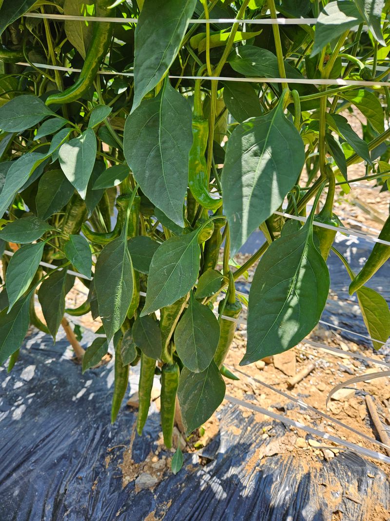 알 수 없음님의 장터 판매 상품 [고추] 첨부 사진