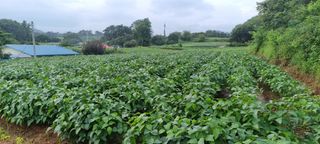 이범규님의 콩 · 병해충상담 작성글 사진