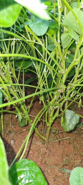 이범규님의 콩 · 병해충상담 작성글 사진