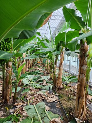 정기영님의 기타작물 · 영농일지 작성글 사진