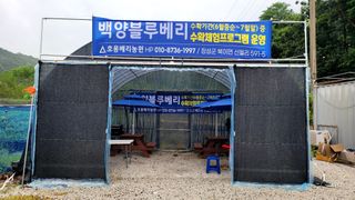 기호용님의 블루베리 · 자유게시판 작성글 사진