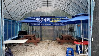 기호용님의 블루베리 · 자유게시판 작성글 사진