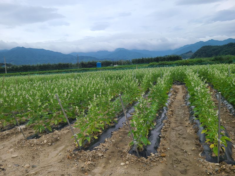 전재문님의 장터 판매 상품 [참깨 1kg 판매 합니다.] 첨부 사진