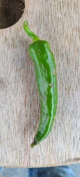 팜모닝 고추·병해충상담 게시글 이미지