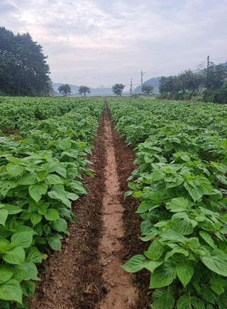 밝은숲님의 들깨 · 자유게시판 작성글 사진