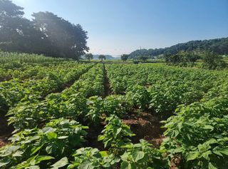 밝은숲님의 들깨 · 자유게시판 작성글 사진