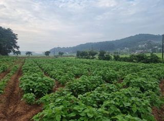 밝은숲님의 들깨 · 자유게시판 작성글 사진