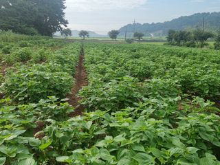 밝은숲님의 들깨 · 자유게시판 작성글 사진