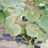 팜모닝 호박·병해충상담 게시글 이미지