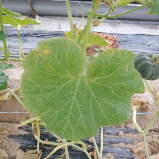 진.님의 호박 · 병해충상담 작성글 사진