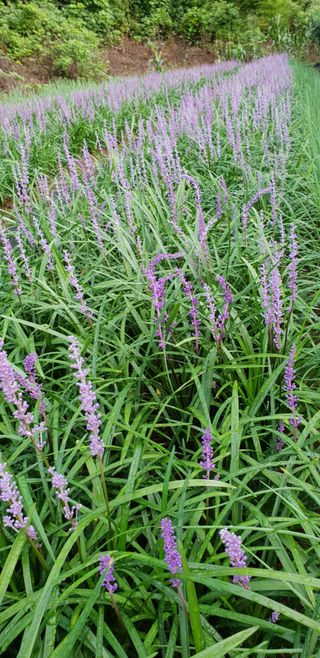 청양 산골꾸찌뽕 님의 기타작물 · 자유게시판 작성글 사진