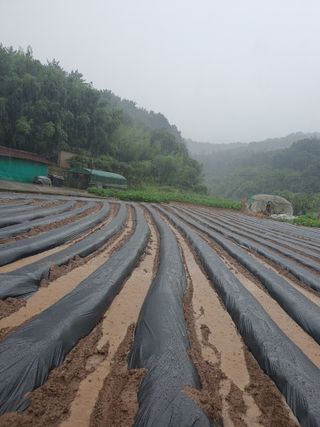 엘림농장님의 배추 · 일상 작성글 사진