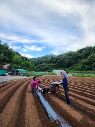 엘림농장님의 배추 · 일상 작성글 사진