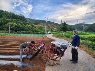 엘림농장님의 배추 · 일상 작성글 사진
