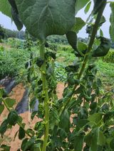 팜모닝 기타작물·병해충상담 게시글 이미지