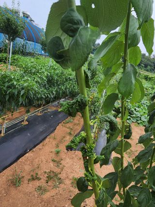 또롱이아빠님의 기타작물 · 병해충상담 작성글 사진