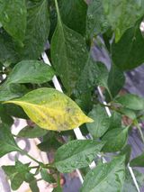 팜모닝 고추·병해충상담 게시글 이미지