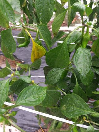 염경희님의 고추 · 병해충상담 작성글 사진