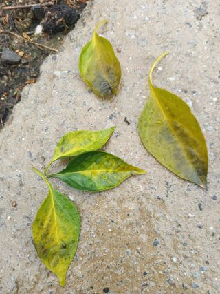 염경희님의 고추 · 병해충상담 작성글 사진