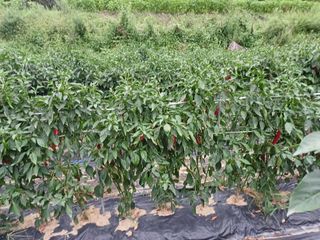 오영도님의 고추 · 일상 작성글 사진