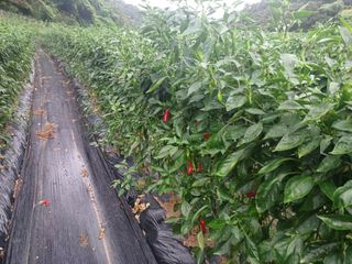 오영도님의 고추 · 일상 작성글 사진